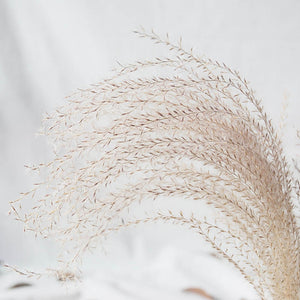 8pcs/10pcs/20 Pcs Dried Pampas